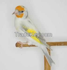 Singing Goldfinch Birds/Yorkshire Canary and Lancashire Canary