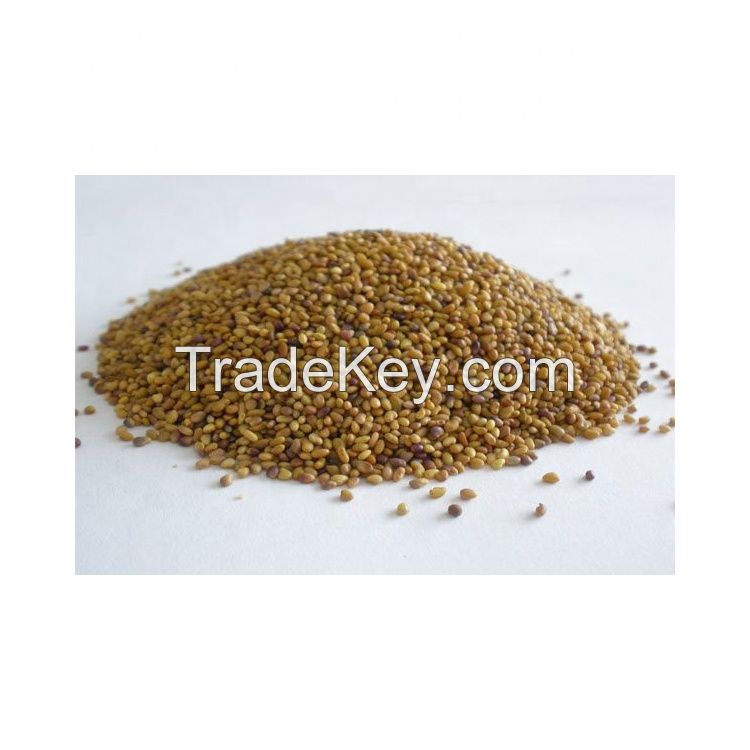 Natrual Herb Organic dried Alfalfa seeds