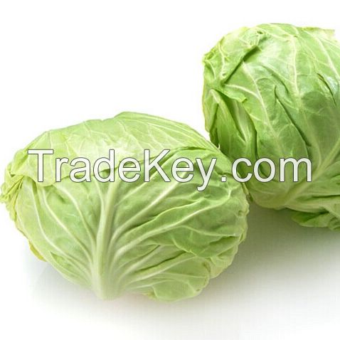 cabbage