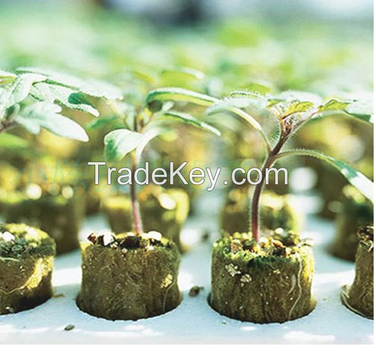 Tomato Seeds Seedling