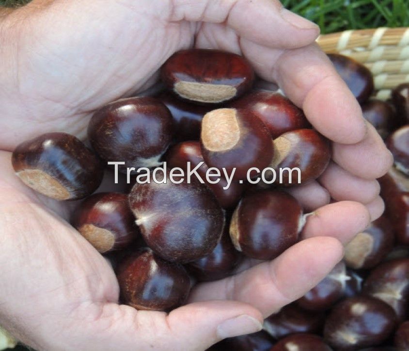 natural green crop raw chestnuts with shell