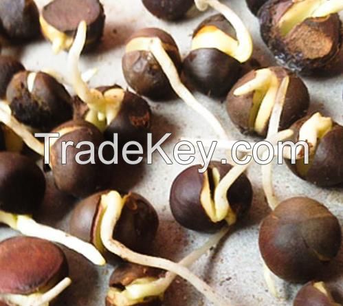 1kg Chinese green Tea tree seeds for sowing