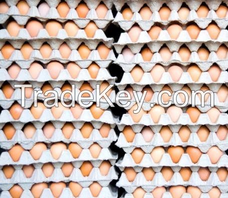 Fresh Chicken Table Eggs/Fresh Chicken Hatching EGGS At Good Prices