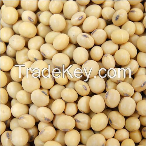 Soybeans , Non gmo yellow soybean