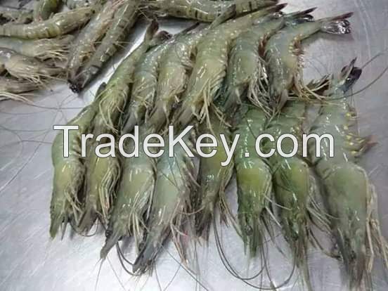 Black Tiger Shrimp for sale