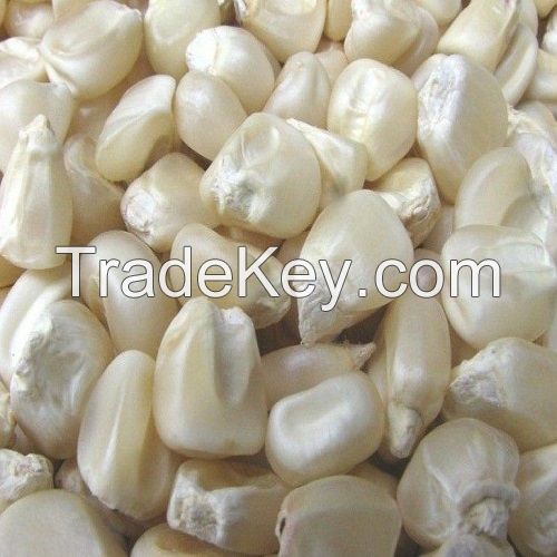 WHITE MAIZE- NON GMO FOR SALE