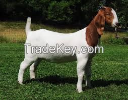 Blessed Boer Goats For Sell