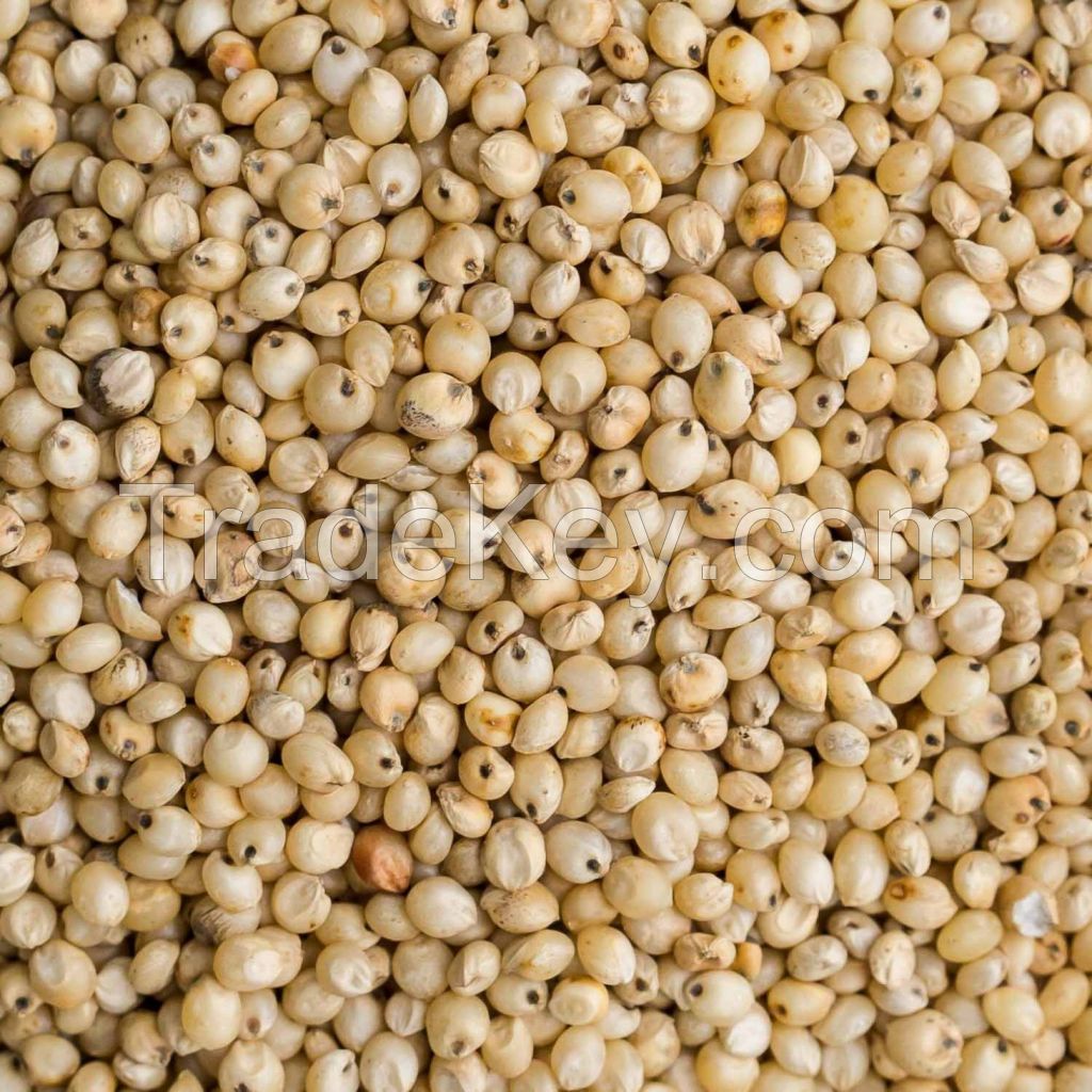 Sorghum