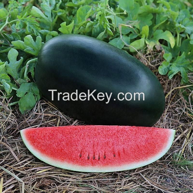 Densuke watermelon