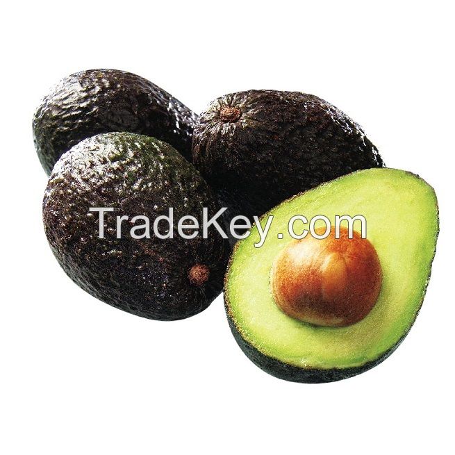 AVOCADO FRESH AVOCADO HASS AND FUERTE, Fresh Furte & Hass Avocados