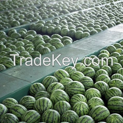 Fresh Melons