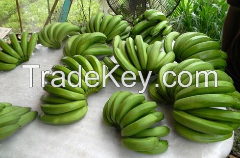 Cavendish Bananas