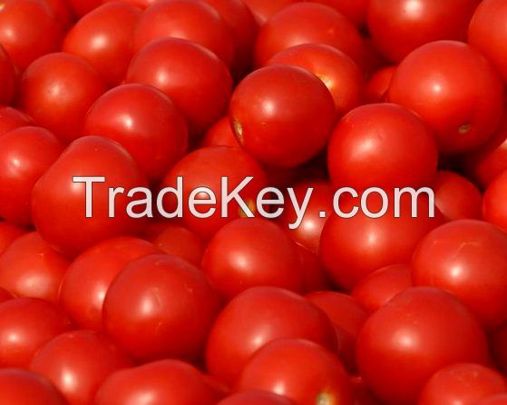 Fresh Tomatoes