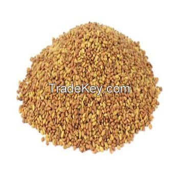 Natural Dried Alfalfa Seeds