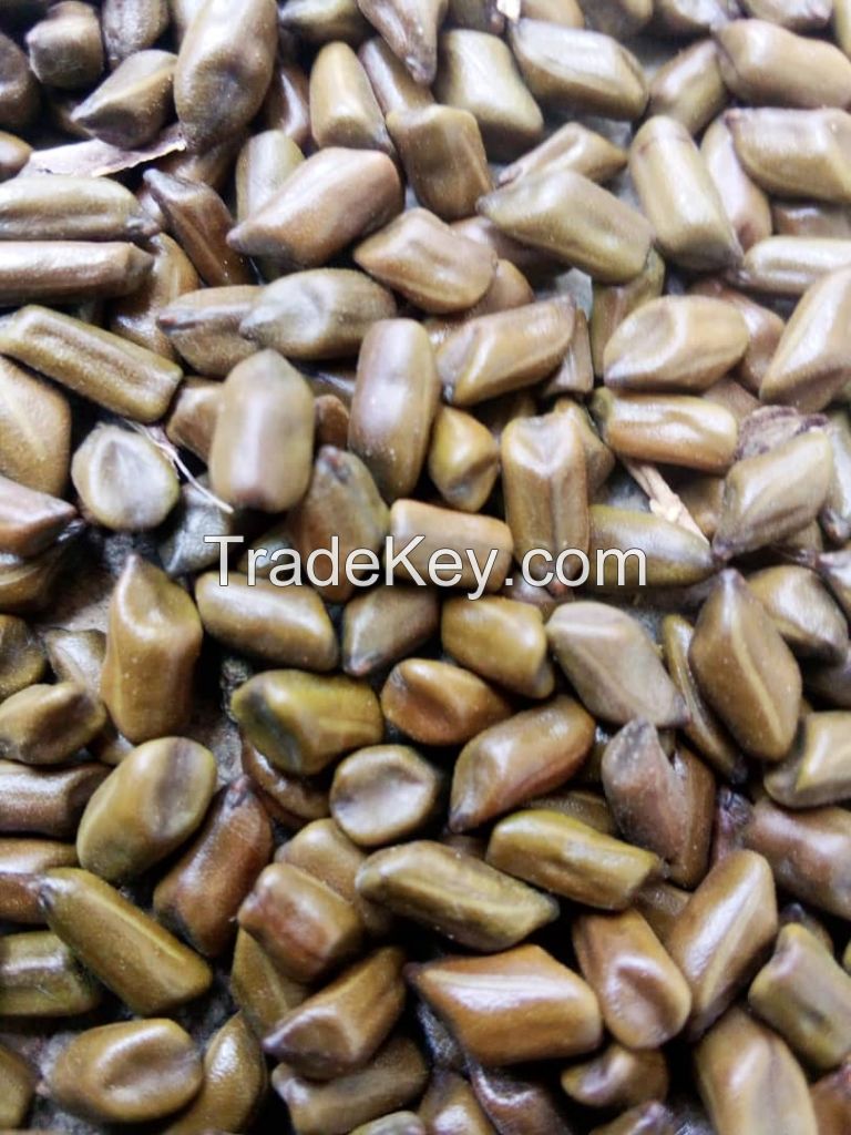 Cassia Tora Seeds