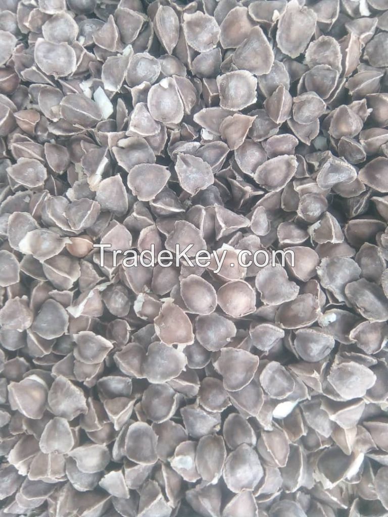 Moringa Seeds