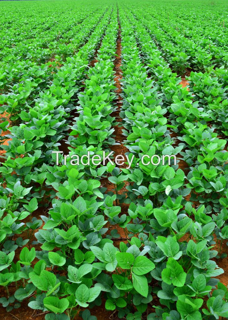 Soybeans