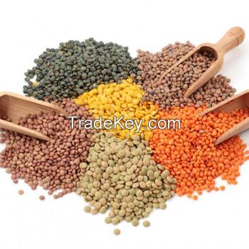 Premium Quality Red Lentils / Yellow Lentils / Green Lentils