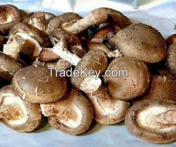 Natural magic mushrooms dried with good quality