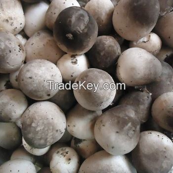 Frozen Straw Mushroom