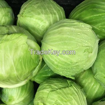 Fresh Cabbage