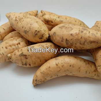 High Quality Fresh Sweet Potatoes from Farm , Export Quality