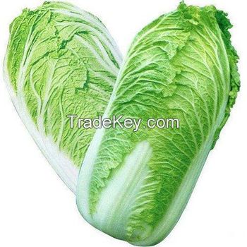 New Harvest Fresh Celery Cabbage