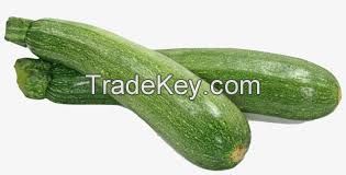 High nutritious Zucchini squash