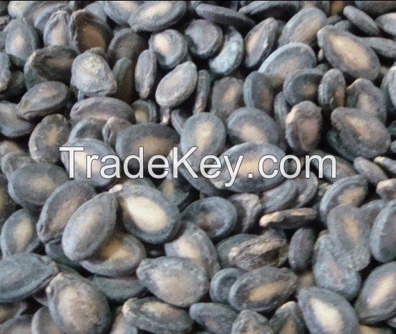 MELON SEEDS WATERMELON SEEDS FOR SALE