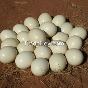 OSTRICH EGGS / MATURE OSTRICH BIRDS/OSTRICH CHICKS