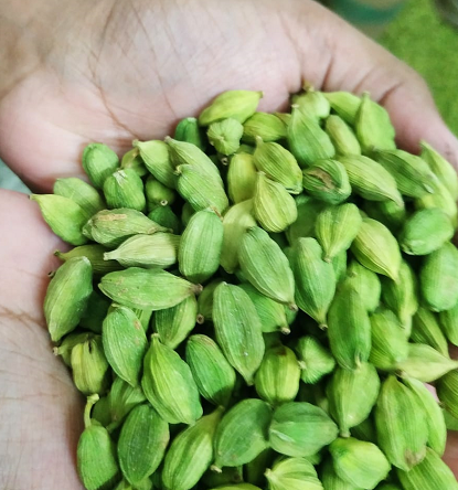 Green Cardamom