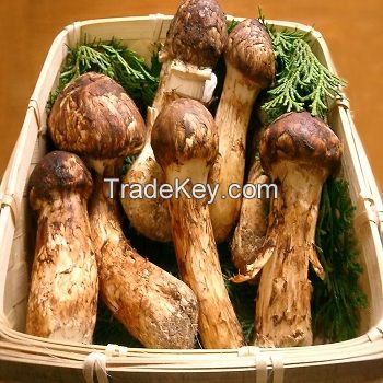 Matsutake mushroom