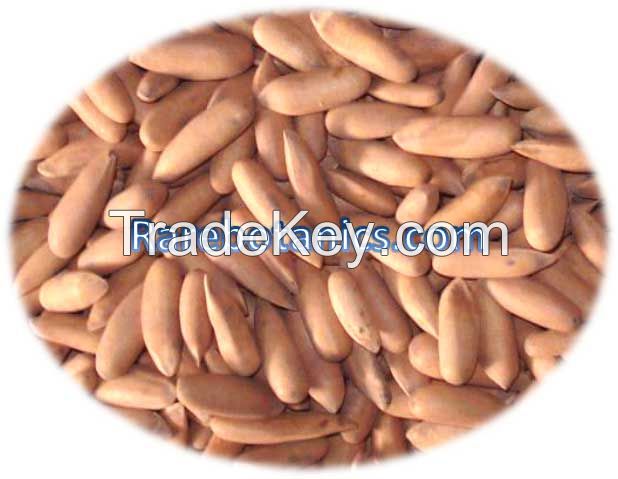 Pine Nut Kernels For Sale In Bulk 20Kg 500Kg, 5 Tonnes