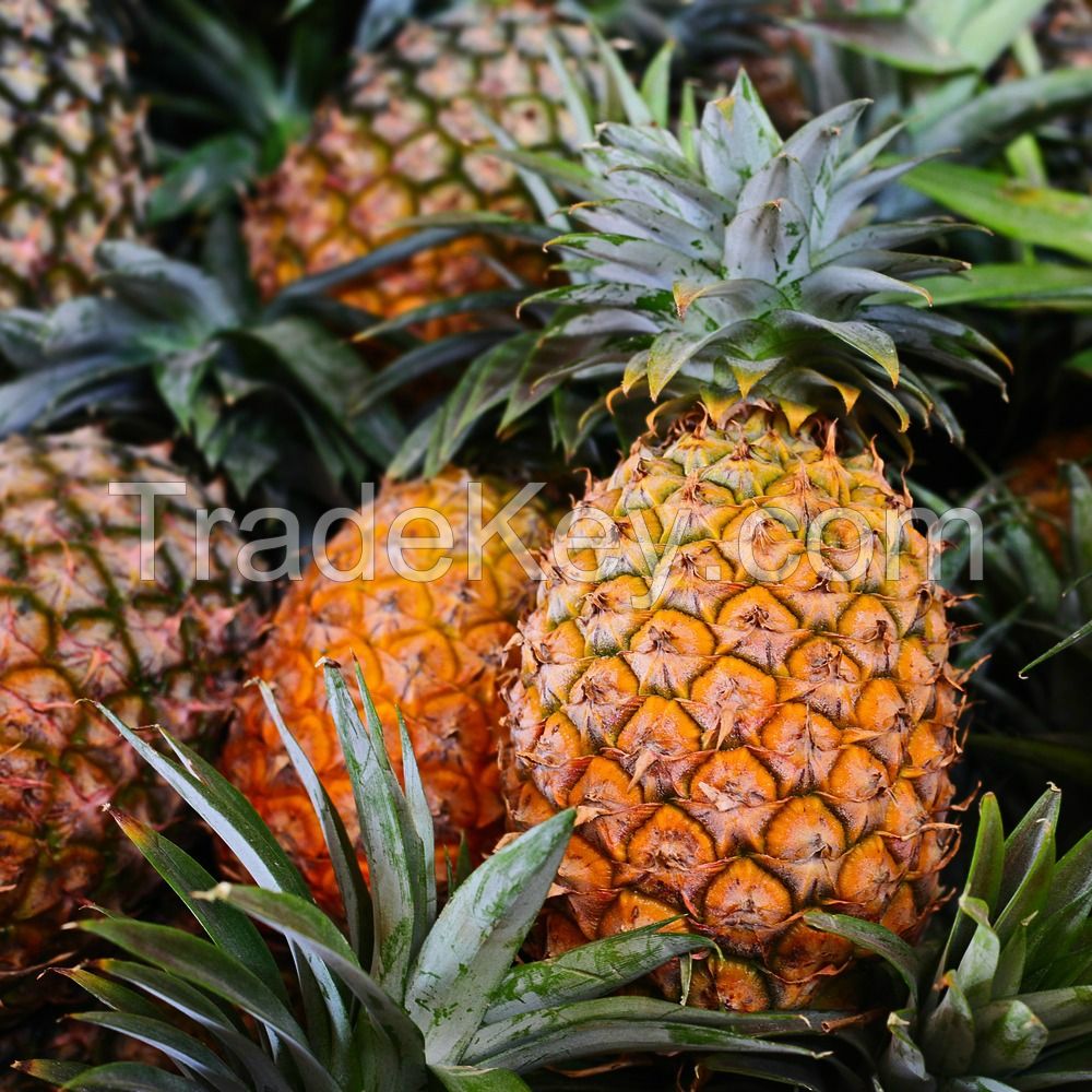 Best Pineapples for sale