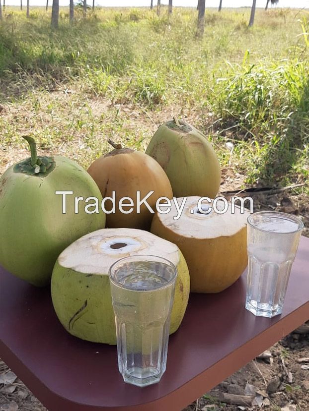 Fresh coconuts