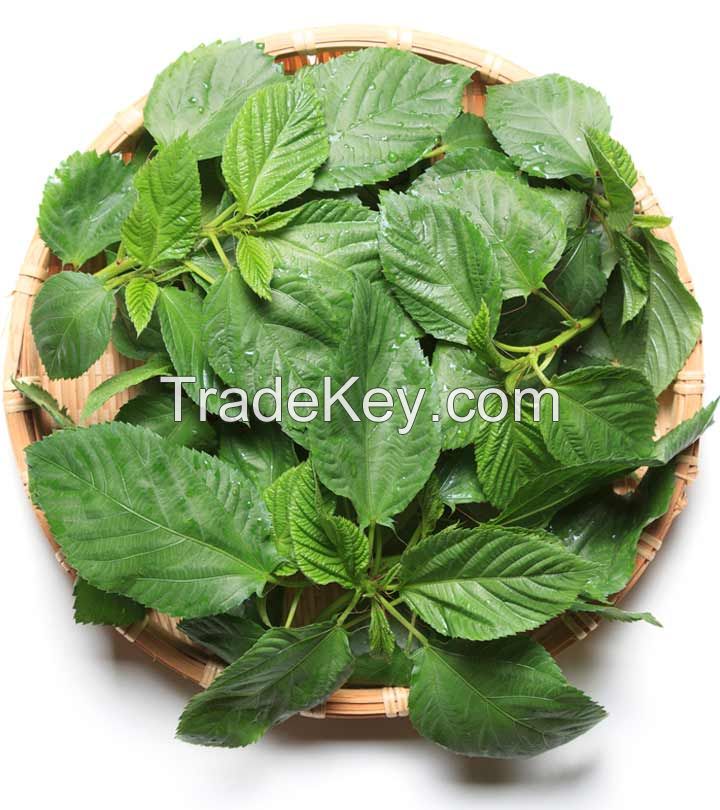 Egyptian Jaw Mallow (Molokhia) Wholesale supplier