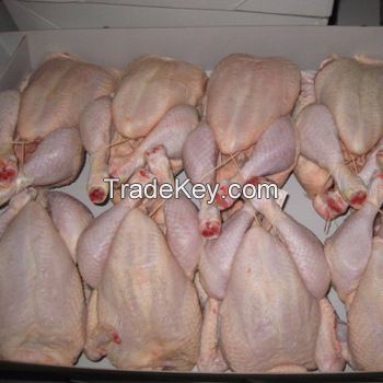 High Quality Halal Frozen Whole Chicken  Wholesale halal frozen whole chicken For Sale Halal Frozen Whole Chicken Best Price