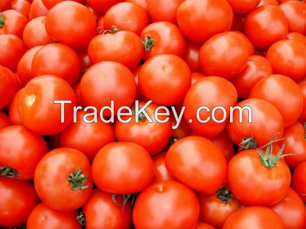 Fresh Tomatoes