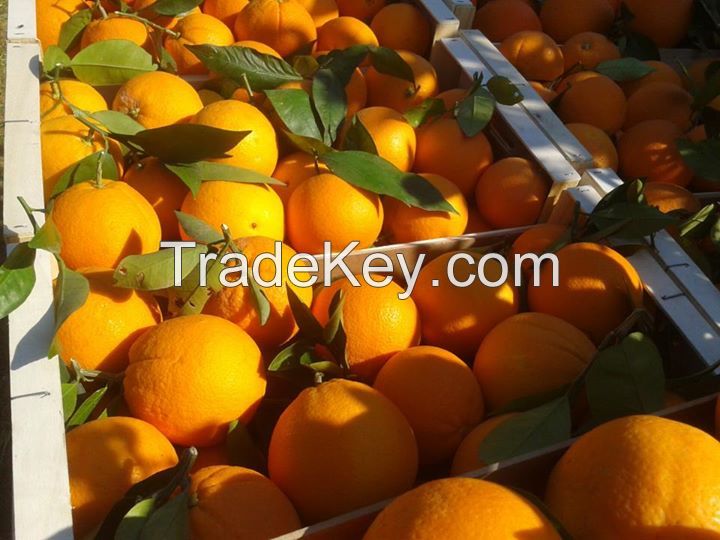 NAVELATE ORANGES