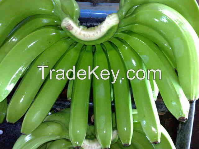 CAVENDISH BANANAS