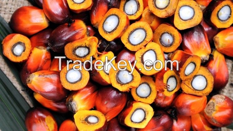 PALM KERNELS