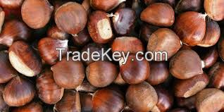 ORGANIC FRESH BULK CHESTNUTS FOR SALE