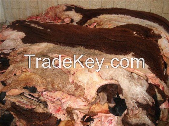 dry raw cow hides skin for soft and elastic leather