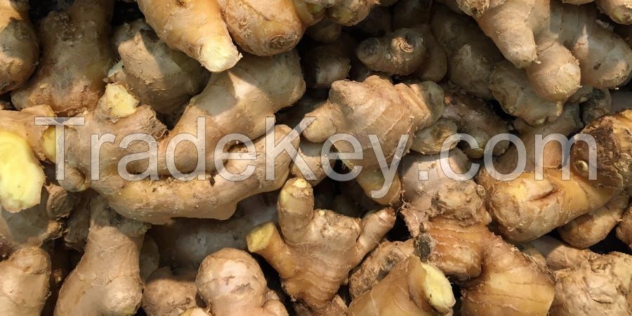 fresh/dried ginger