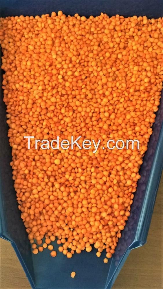 Bulk Green And Red Quality Lentils for sale