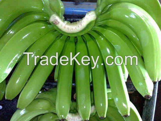 Fresh Green Cavendish Banana