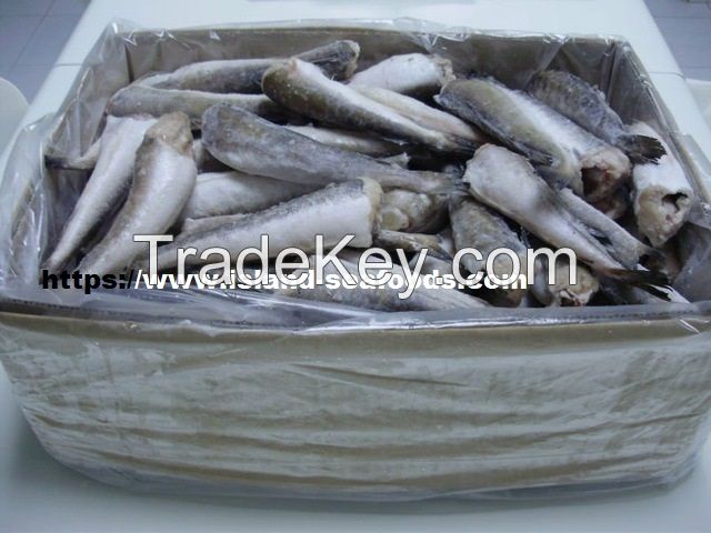 Frozen Hake Fish, Hake Fish, Fresh Hake Fish