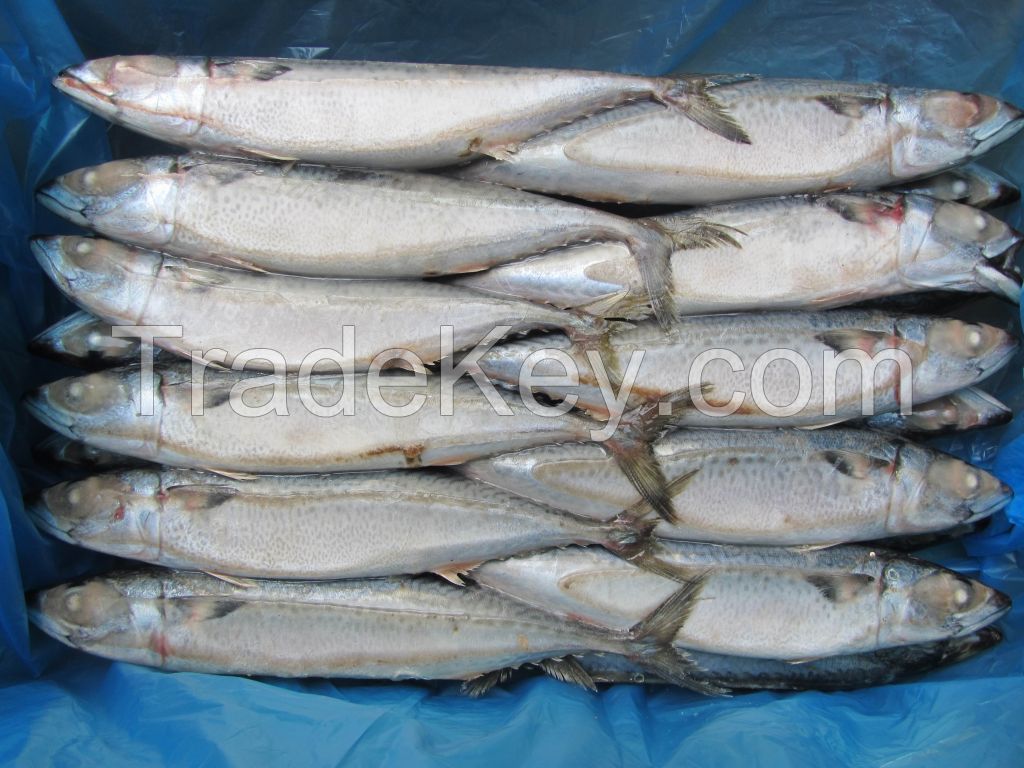 Jack Mackerel, Frozen Jack Mackerel