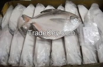 Frozen pomfret fish