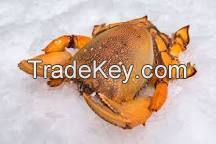 Spanner crab